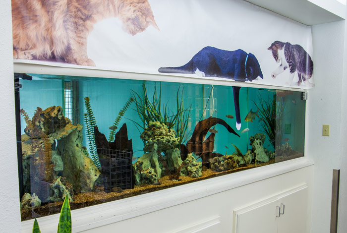 Aquarium Suites