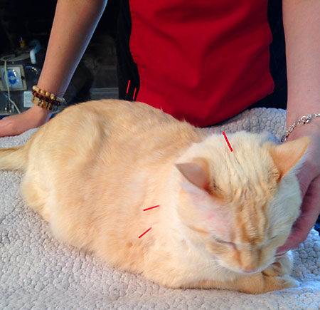 Cat undergoing acupuncture treatment