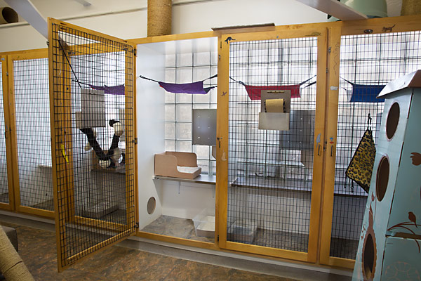 Each feline suite includes a hiding box, comfy hammock, fresh blankets, food/water bowls, and a litter box.