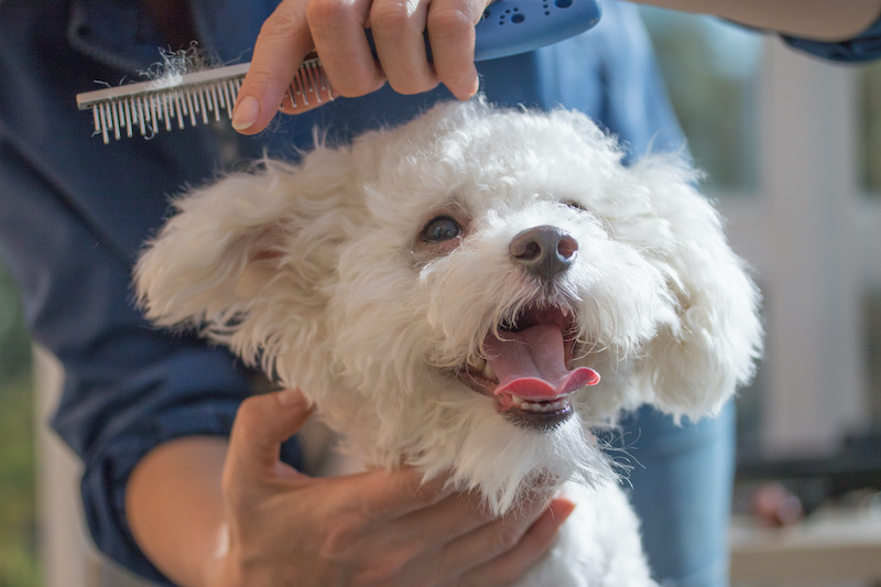 Rowlett Dog Grooming