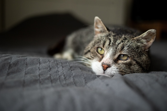End of life for your cat