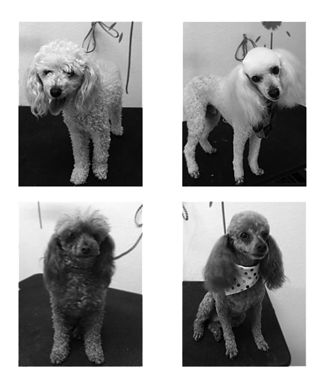 Before and After Dog Grooming